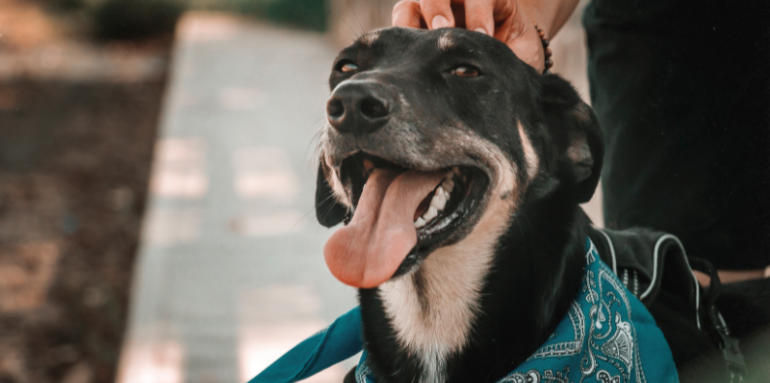Convivencia con mascotas en propiedad horizontal: derechos, deberes y normativas